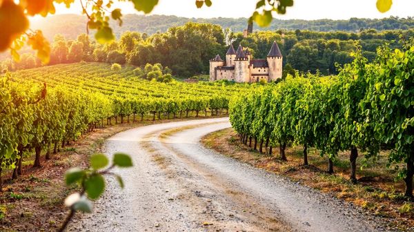 Découverte des routes vinicoles en Bourgogne : top étapes des grands crus